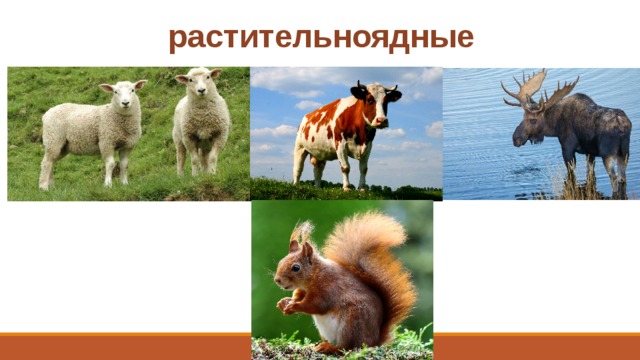 растительноядные 