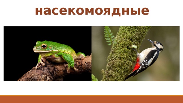 насекомоядные 