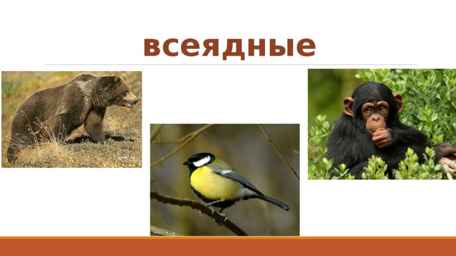 всеядные 