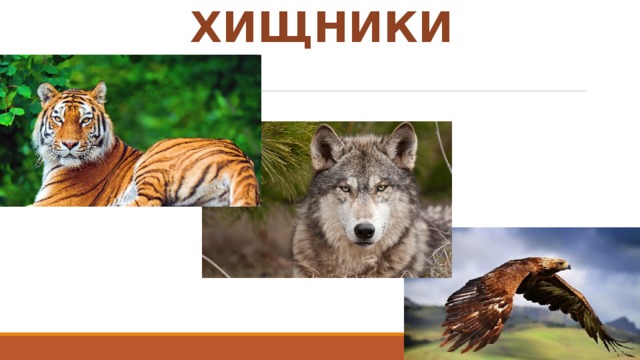 ХИЩНИКИ 
