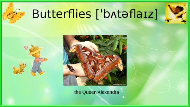 Butterflies [ˈbʌtəflaɪz] the Queen Alexandra 