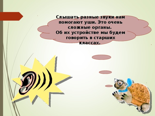 Слышать разные звуки нам помогают уши. Это очень сложные органы. Об их устройстве мы будем говорить в старших классах.   