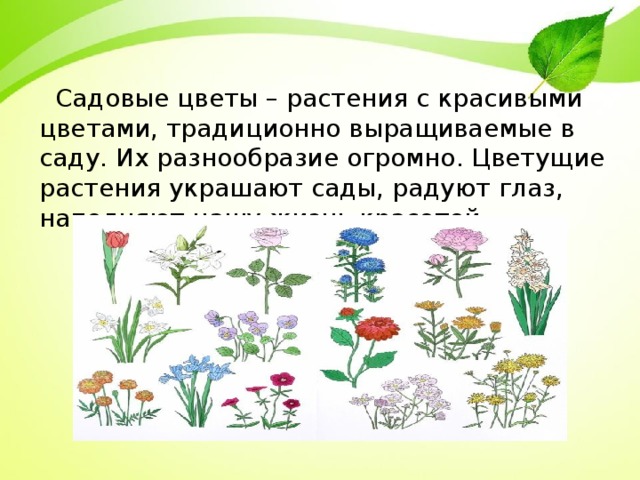  Садовые цветы – растения с красивыми цветами, традиционно выращиваемые в саду. Их разнообразие огромно. Цветущие растения украшают сады, радуют глаз, наполняют нашу жизнь красотой. 