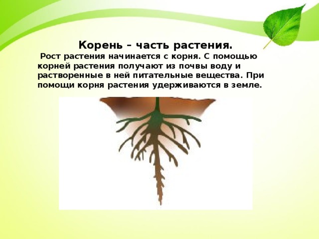 Корень – часть растения.  Рост растения начинается с корня. С помощью корней растения получают из почвы воду и растворенные в ней питательные вещества. При помощи корня растения удерживаются в земле. 