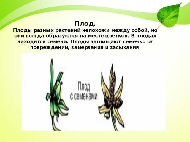 Плод. Плоды разных растений непохожи между собой, но они всегда образуются на месте цветков. В плодах находятся семена. Плоды защищают семечко от повреждений, замерзания и засыхания . 