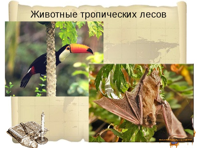 Животные тропических лесов 