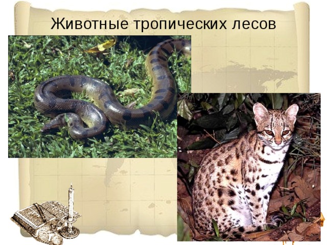 Животные тропических лесов 