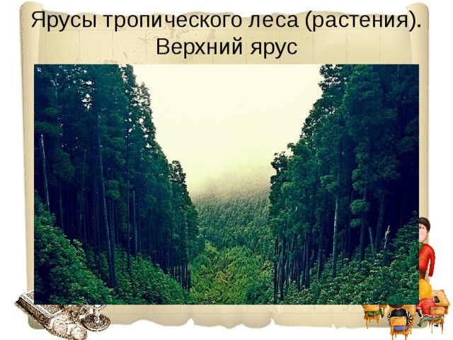 Ярусы тропического леса (растения). Верхний ярус 