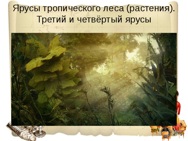 Ярусы тропического леса (растения). Третий и четвёртый ярусы 