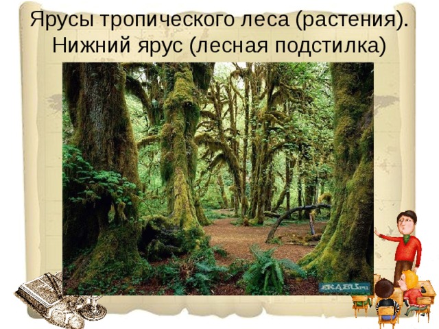 Ярусы тропического леса (растения). Нижний ярус (лесная подстилка) 