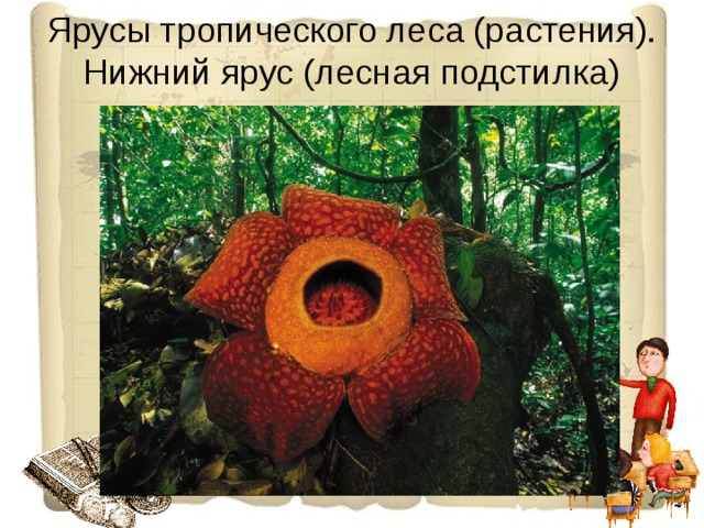 Ярусы тропического леса (растения). Нижний ярус (лесная подстилка) 