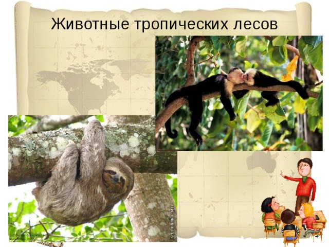 Животные тропических лесов 