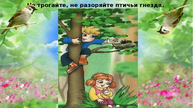 Не трогайте, не разоряйте птичьи гнезда. 