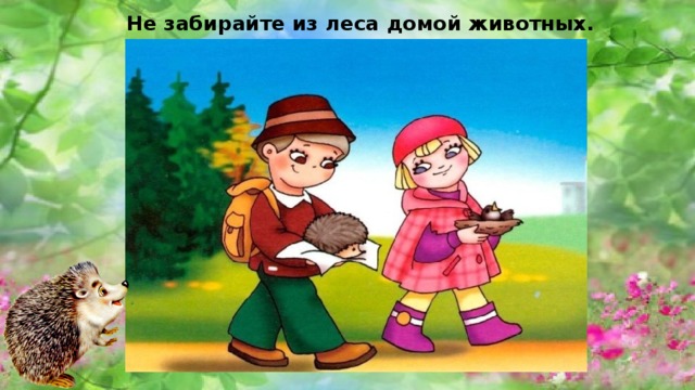 Не забирайте из леса домой животных. 