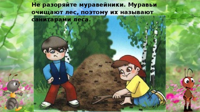 Не разоряйте муравейники. Муравьи очищают лес, поэтому их называют санитарами леса. 