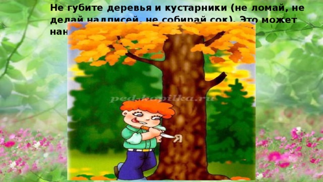 Не губите деревья и кустарники (не ломай, не делай надписей, не собирай сок). Это может нанести вред лесной природе. 