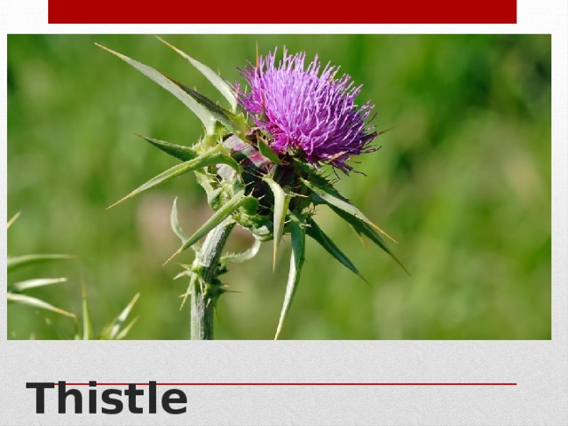 Thistle 