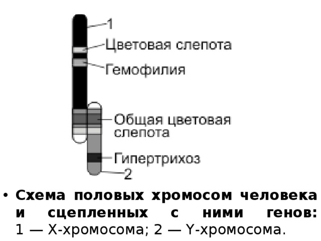 Схема половых хромосом человека и сцепленных с ними генов:  1 — Х-хромосома; 2 — Y-хромосома. 