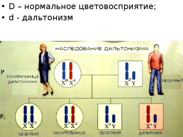 D – нормальное цветовосприятие; d - дальтонизм 