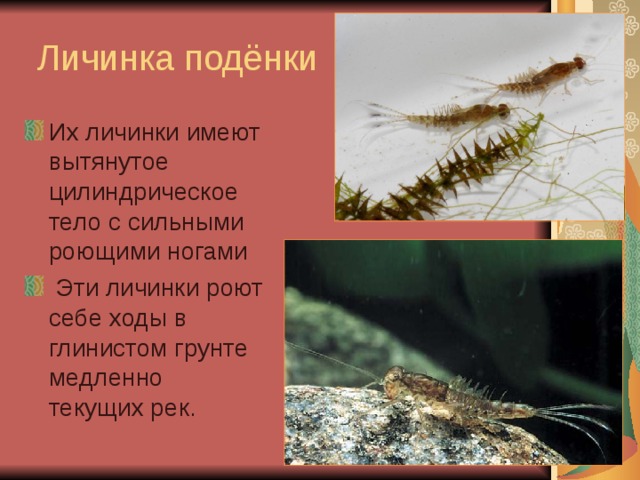 Личинка подёнки Их личинки имеют вытянутое цилиндрическое тело с сильными роющими ногами  Эти личинки роют себе ходы в глинистом грунте медленно текущих рек.  