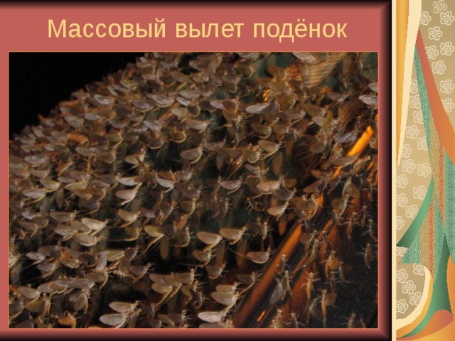 Массовый вылет подёнок 