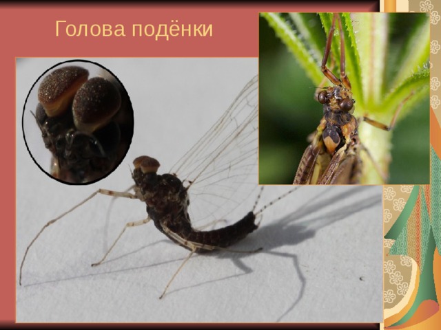 Голова подёнки 
