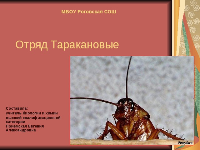 МБОУ Роговская СОШ  Отряд Таракановые Составила: учитель биологии и химии высшей квалификационной категории Приемская Евгения Александровна  