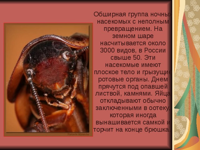 Обширная группа ночных насекомых с неполным превращением. На земном шаре насчитывается около 3000 видов, в России свыше 50. Эти насекомые имеют плоское тело и грызущие ротовые органы. Днем прячутся под опавшей листвой, камнями. Яйца откладывают обычно заключенными в оотеку, которая иногда вынашивается самкой и торчит на конце брюшка.  