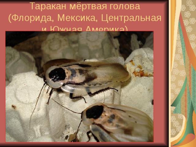 Таракан мёртвая голова  (Флорида, Мексика, Центральная и Южная Америка) 