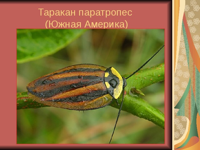 Таракан паратропес  (Южная Америка) 