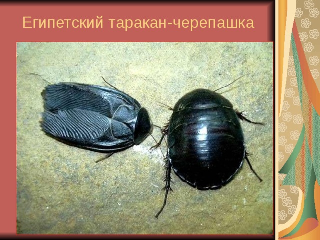 Египетский таракан-черепашка 