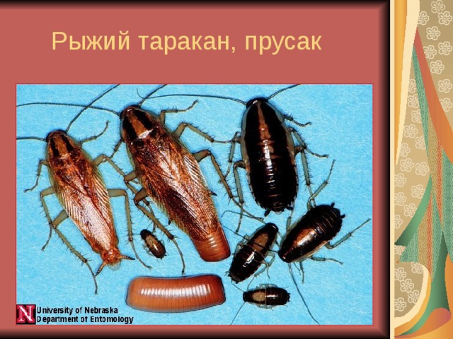 Рыжий таракан, прусак 