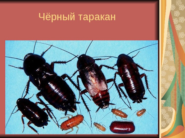 Чёрный таракан 