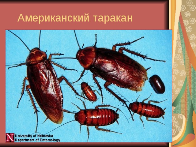 Американский таракан 