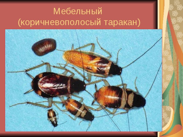 Мебельный  (коричневополосый таракан) 