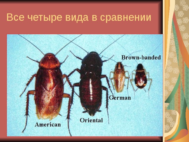 Все четыре вида в сравнении 