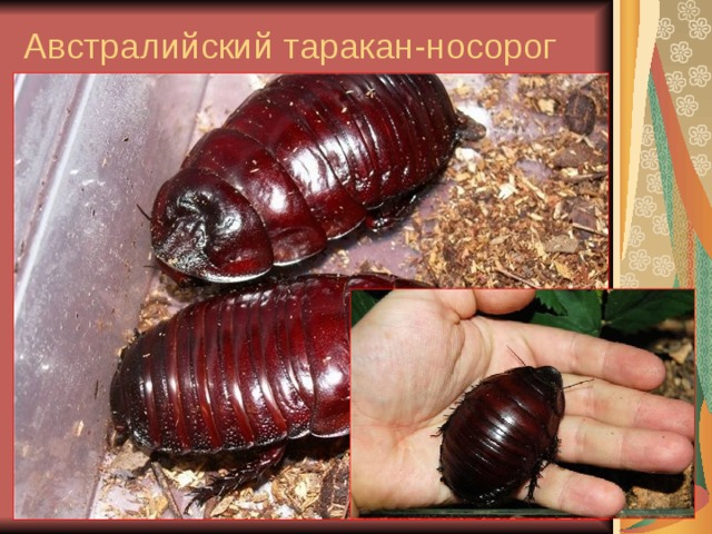 Австралийский таракан-носорог 