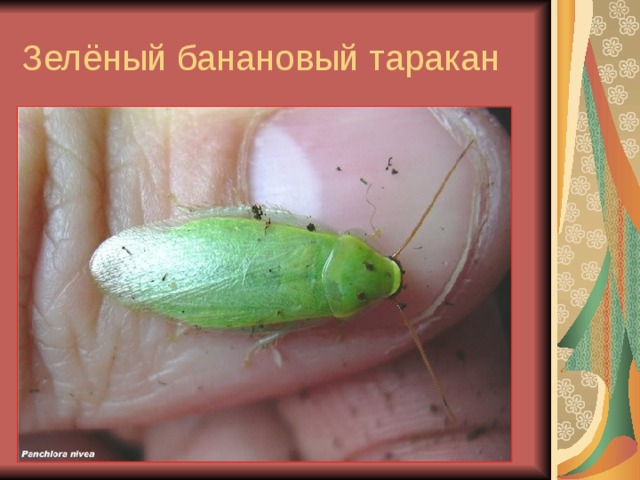 Зелёный банановый таракан 