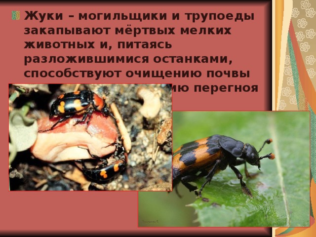 Жуки – могильщики и трупоеды закапывают мёртвых мелких животных и, питаясь разложившимися останками, способствуют очищению почвы от трупов, накоплению перегноя в ней. 