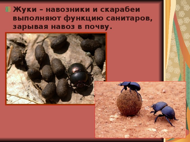 Жуки – навозники и скарабеи выполняют функцию санитаров, зарывая навоз в почву.  