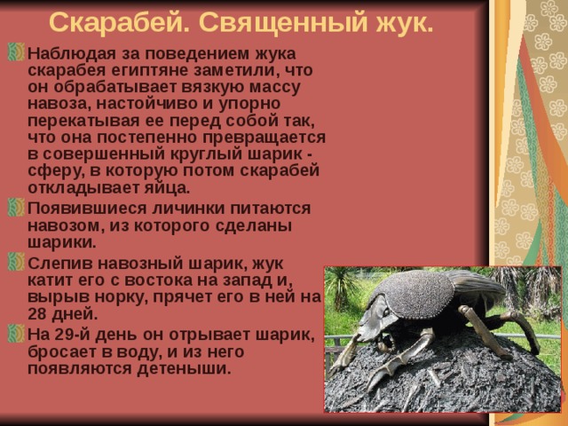 Скарабей. Священный жук.  Наблюдая за поведением жука скарабея египтяне заметили, что он обрабатывает вязкую массу навоза, настойчиво и упорно перекатывая ее перед собой так, что она постепенно превращается в совершенный круглый шарик - сферу, в которую потом скарабей откладывает яйца. Появившиеся личинки питаются навозом, из которого сделаны шарики. Слепив навозный шарик, жук катит его с востока на запад и, вырыв норку, прячет его в ней на 28 дней. На 29-й день он отрывает шарик, бросает в воду, и из него появляются детеныши. 