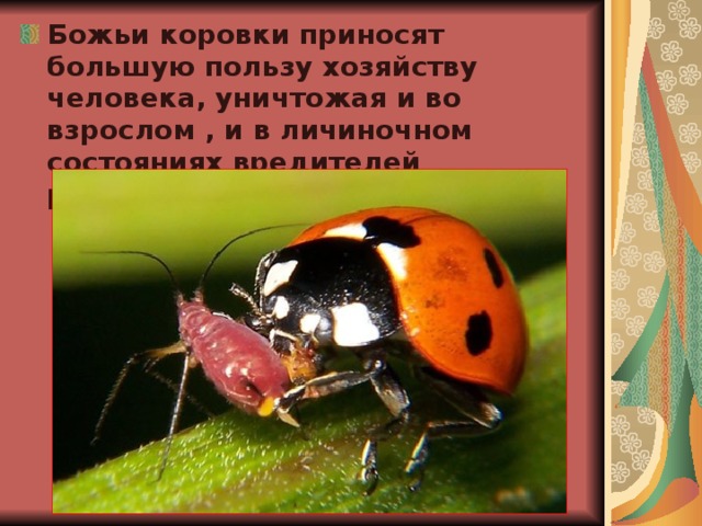 Божьи коровки приносят большую пользу хозяйству человека, уничтожая и во взрослом , и в личиночном состояниях вредителей растений: тлю, червеца и т.д. 