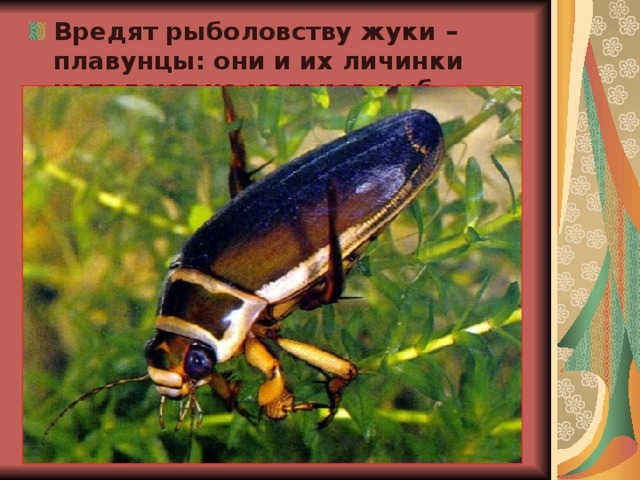 Вредят рыболовству жуки – плавунцы: они и их личинки нападают на мальков рыб.  