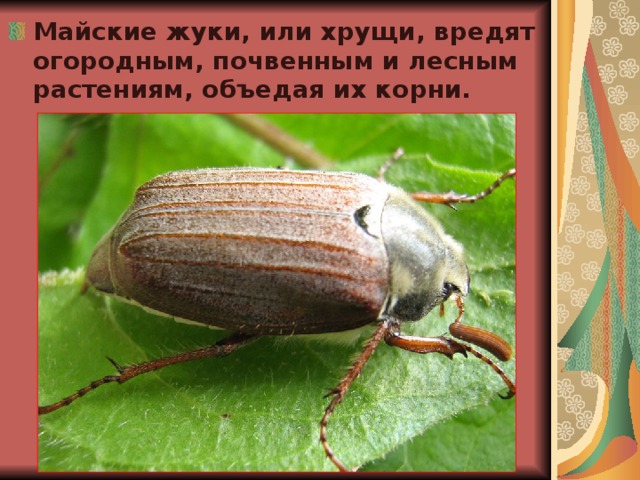 Майские жуки, или хрущи, вредят огородным, почвенным и лесным растениям, объедая их корни.  