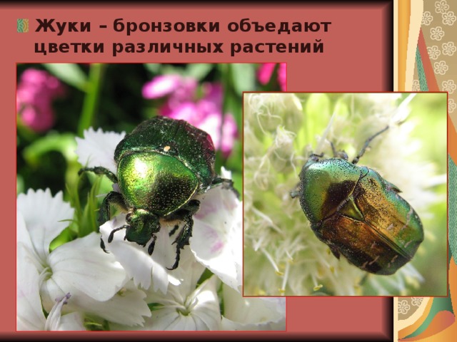 Жуки – бронзовки объедают цветки различных растений 