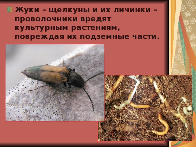 Жуки – щелкуны и их личинки – проволочники вредят культурным растениям, повреждая их подземные части. 