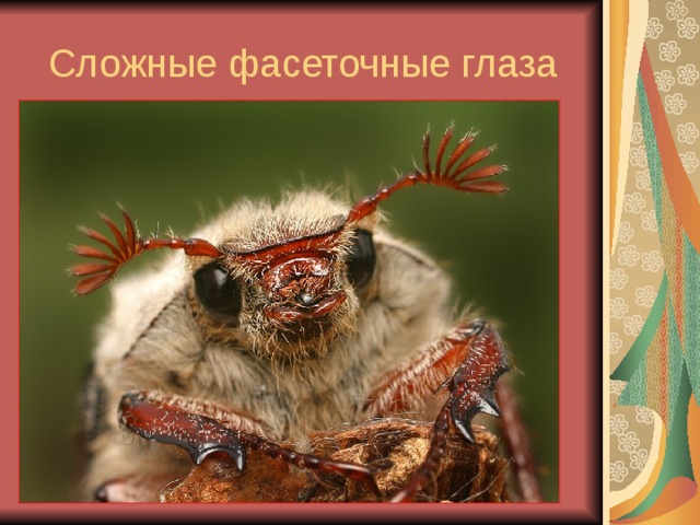 Сложные фасеточные глаза 