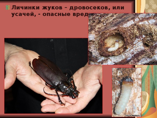 Личинки жуков – дровосеков, или усачей, - опасные вредители леса. 