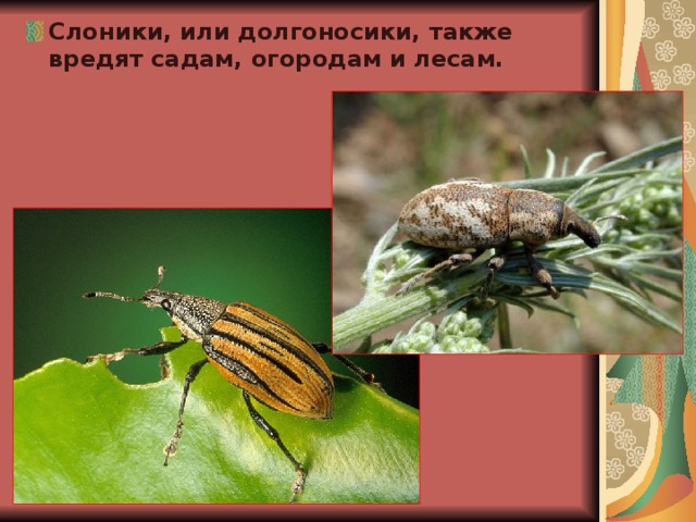 Слоники, или долгоносики, также вредят садам, огородам и лесам. 