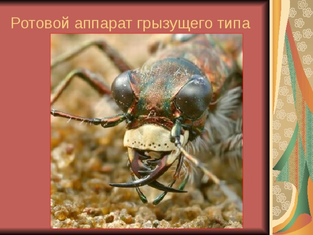 Ротовой аппарат грызущего типа 